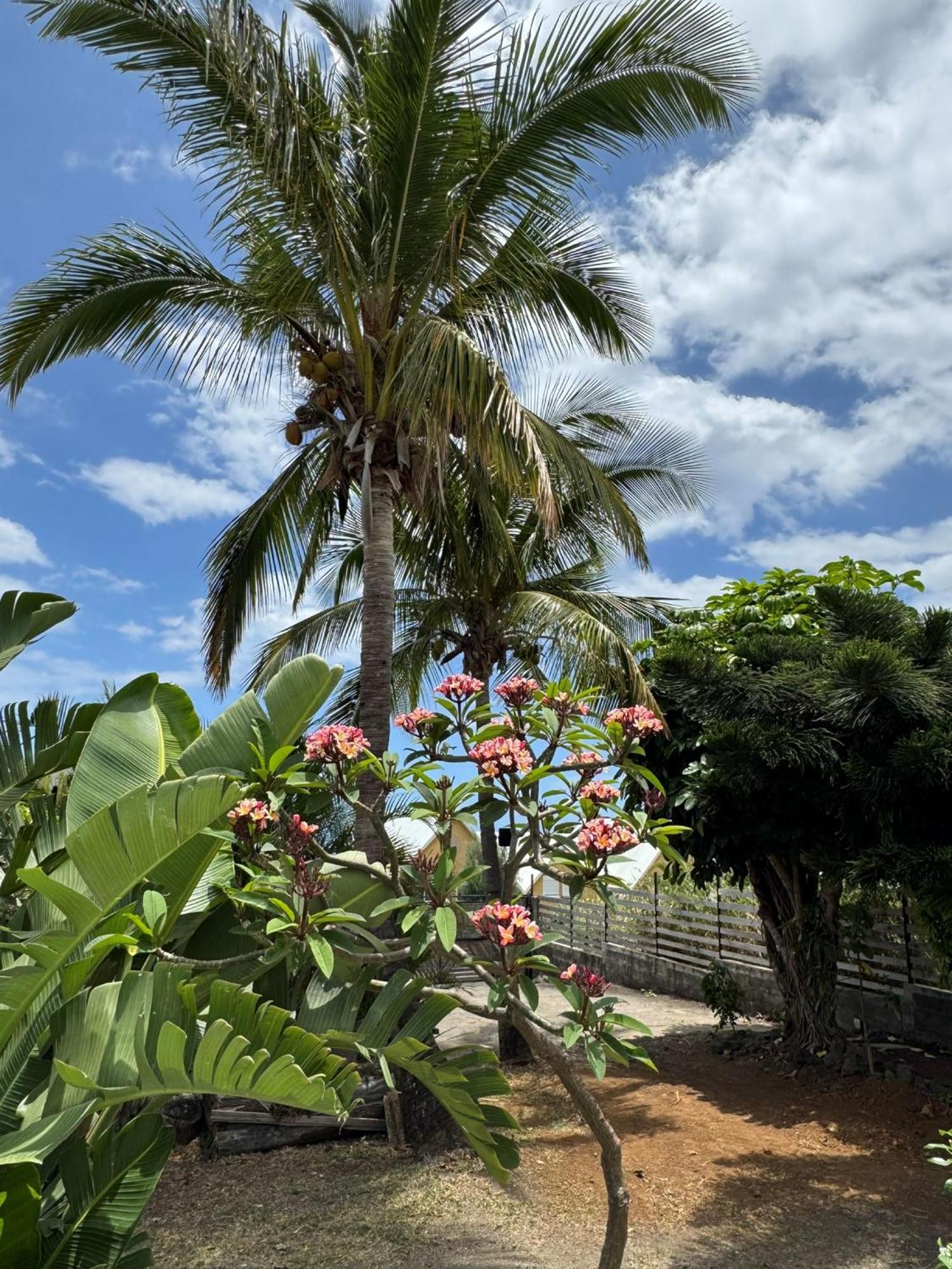 La Bananeraie Apt 35M2 Piscine Jardin Tropical Parking Prive Saint-Leu Exterior photo